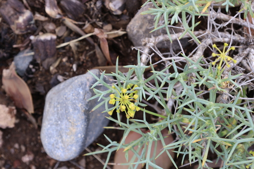 Azorella prolifera, photograph 4