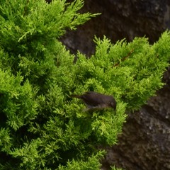 Troglodytes solstitialis