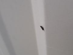 Scaphytopius frontalis