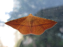 Striglina cancellata