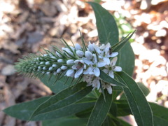 Lysimachia barystachys