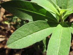 Lysimachia barystachys