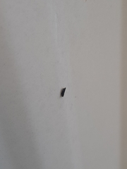 Scaphytopius frontalis