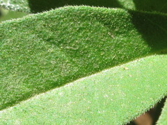 Lysimachia barystachys