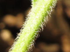 Lysimachia barystachys