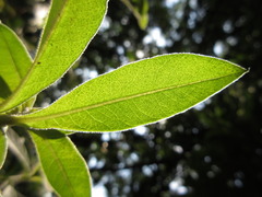 Lysimachia barystachys