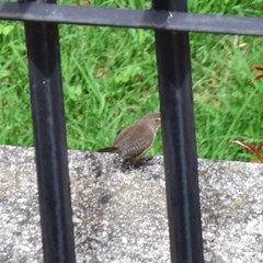 Troglodytes solstitialis