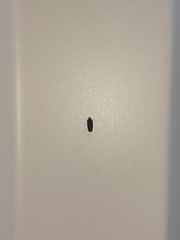 Scaphytopius frontalis