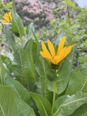 Wyethia amplexicaulis