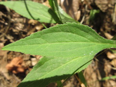 Solidago virgaurea asiatica