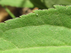 Solidago virgaurea asiatica