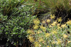 Azorella prolifera, photograph (c) Grzegorz Grzejszczak, some rights reserved (CC BY-SA)