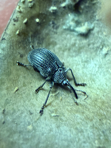 Baptisia Seed Pod Weevil