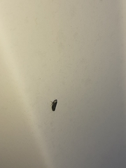 Scaphytopius frontalis