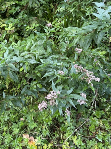 hemp agrimony