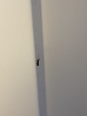 Scaphytopius frontalis