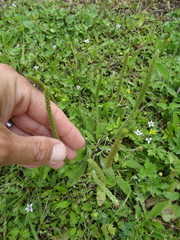 Plantago virginica