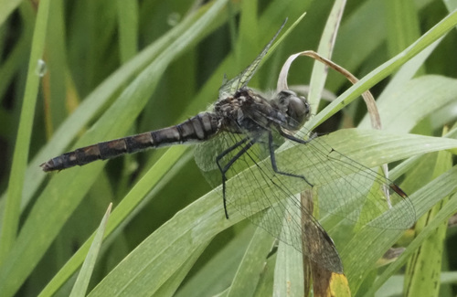Black Meadowhawk