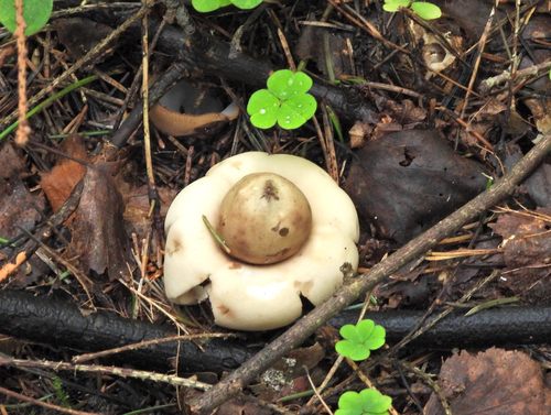 Sessile Earthstar