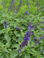 Salvia azurea azurea