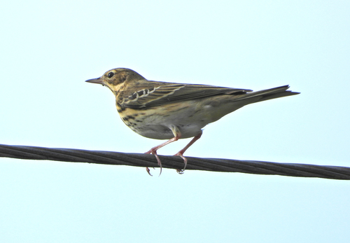 Tree Pipit