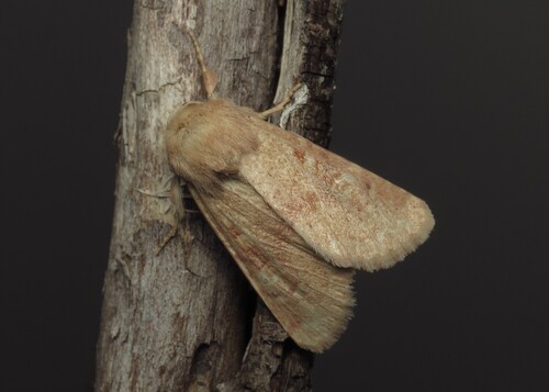 Luperina rubella