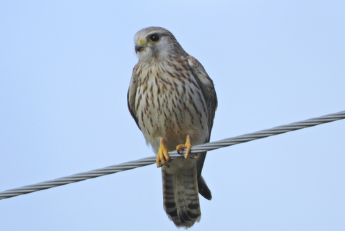 Eurasian Kestrel