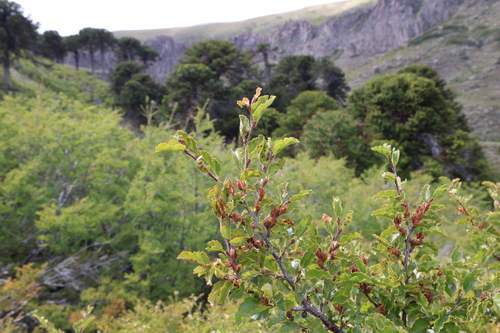 Nothofagus antarctica, photograph 6