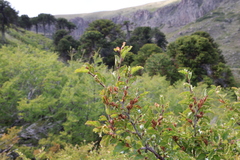 Nothofagus antarctica, photograph (c) Grzegorz Grzejszczak, some rights reserved (CC BY-SA)