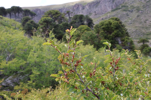 Nothofagus antarctica, photograph 5