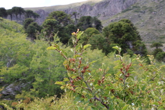 Nothofagus antarctica, photograph (c) Grzegorz Grzejszczak, some rights reserved (CC BY-SA)