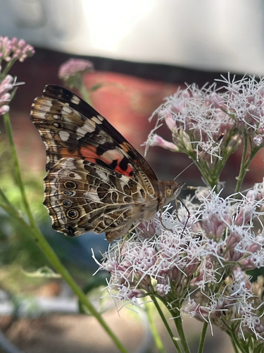 Painted Lady