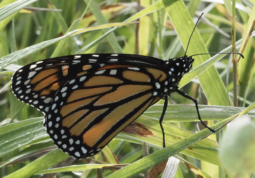 Monarch