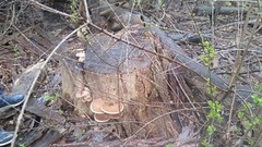 Cerioporus squamosus