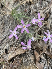 Phlox longifolia