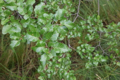 Nothofagus antarctica, photograph (c) Grzegorz Grzejszczak, some rights reserved (CC BY-SA)