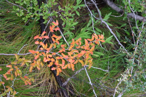 Nothofagus antarctica, photograph 4
