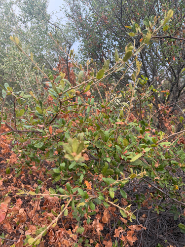 Quercus durata, photograph 6