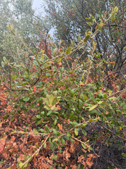 Quercus durata, photograph (c) klicklo, some rights reserved (CC BY)