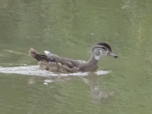 Wood Duck