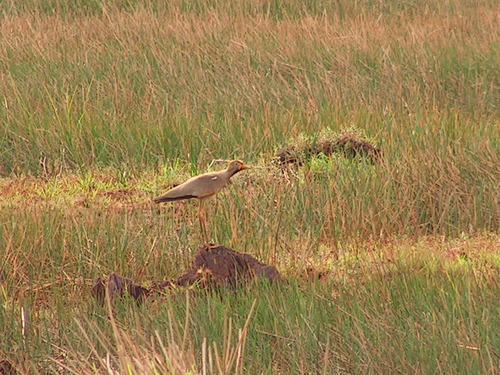 iNaturalist image