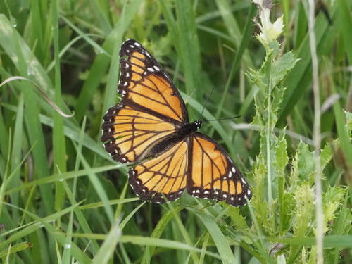 Viceroy