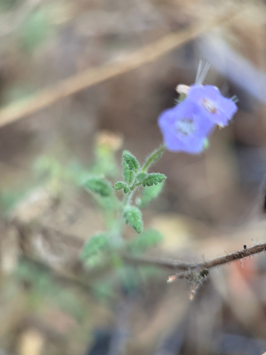 Phacelia ramosissima, photograph 6