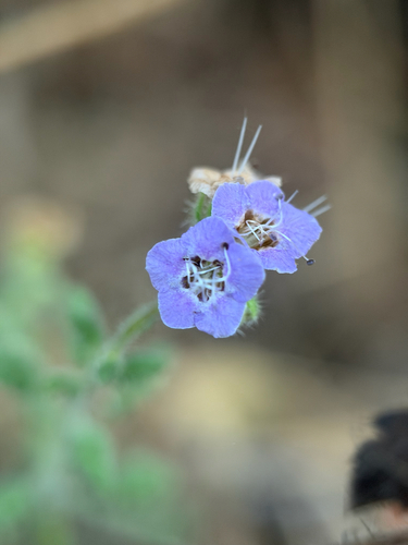 Phacelia ramosissima, photograph 5