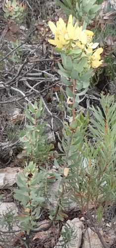 Leucadendron pubibracteolatum, photograph 3