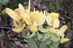 (c) Nicola van Berkel, some rights reserved (CC BY-SA) Leucadendron pubibracteolatum, photograph (c) Nicola van Berkel, some rights reserved (CC BY-SA)