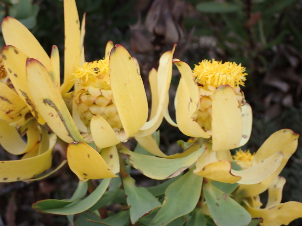 Leucadendron pubibracteolatum; photograph (c) Nicola van Berkel, some rights reserved (CC BY-SA)