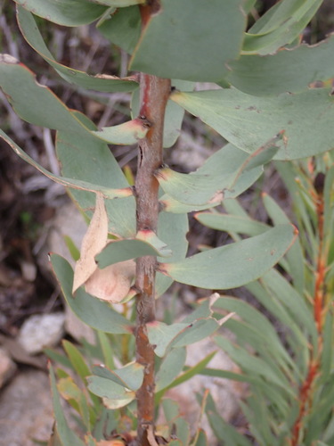 Leucadendron pubibracteolatum, photograph 5