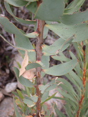 (c) Nicola van Berkel, some rights reserved (CC BY-SA) Leucadendron pubibracteolatum, photograph (c) Nicola van Berkel, some rights reserved (CC BY-SA)