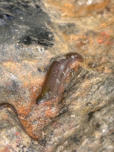 Erpobdella punctata